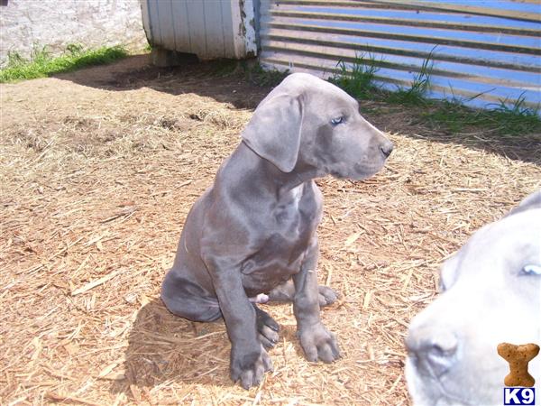 Puppies in Onalaska